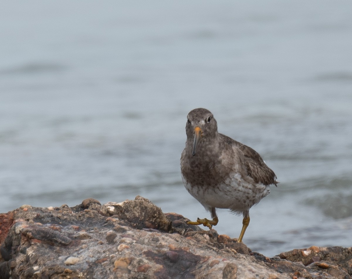 EBird Checklist 25 Mar 2024 6698 Texas City Dike Rd Texas City US