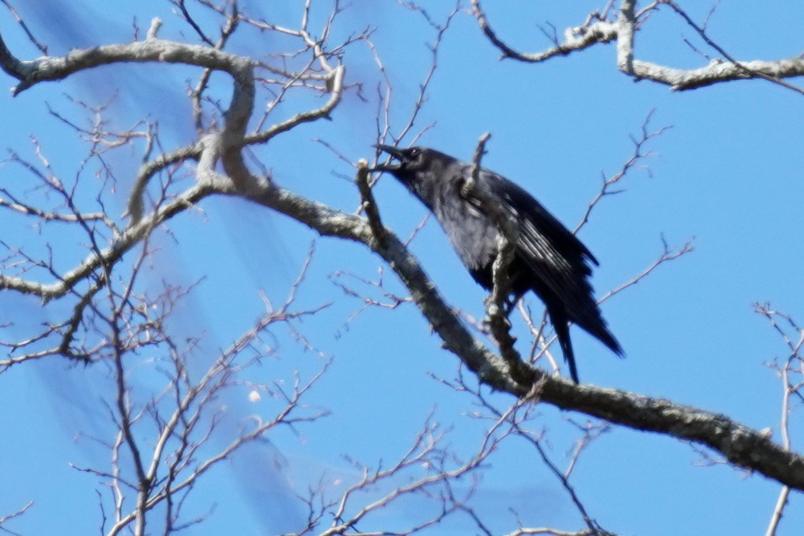 American Crow - ML616482716