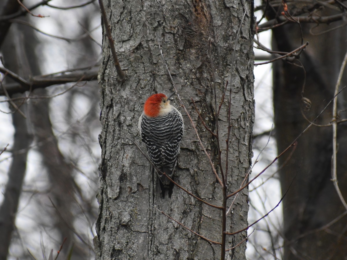 Red-bellied Woodpecker - ML616482801