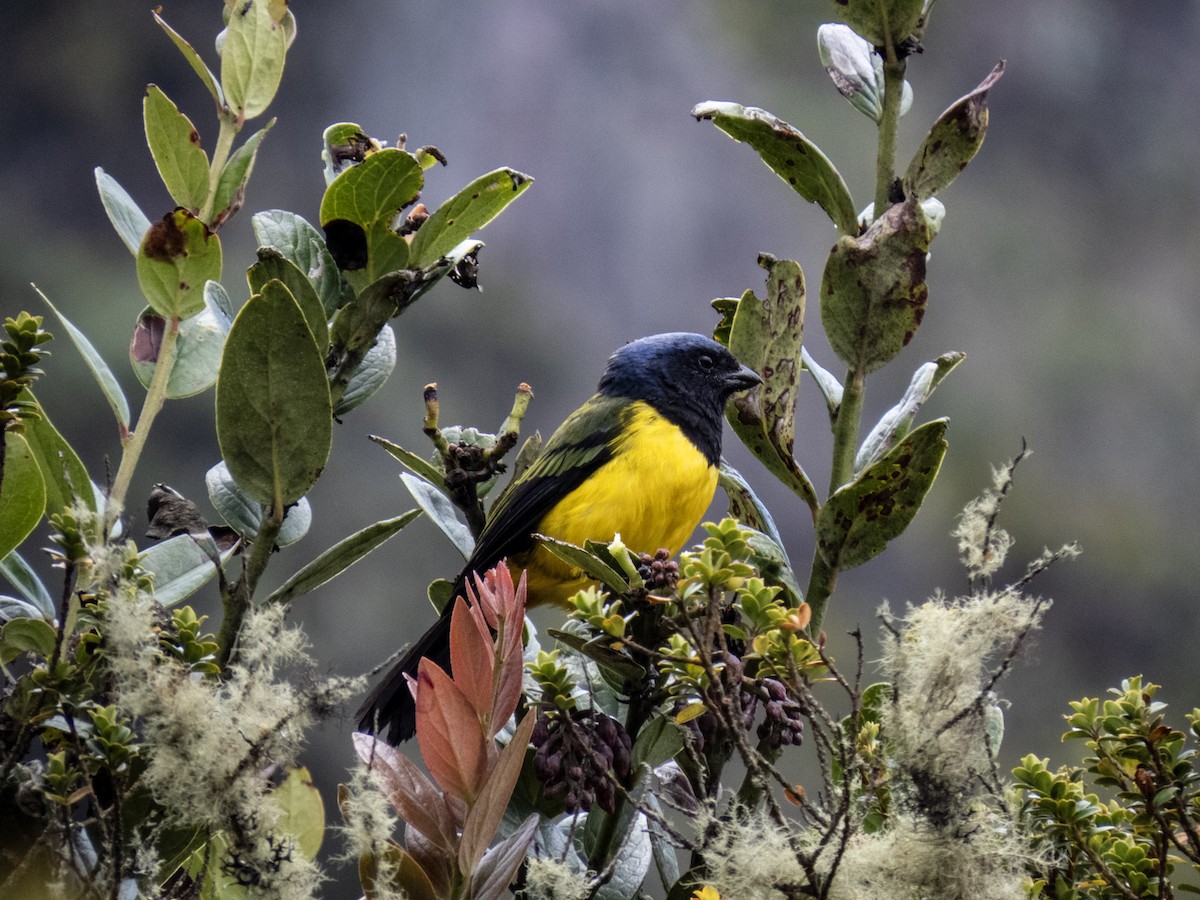 Black-chested Mountain Tanager - ML616482870