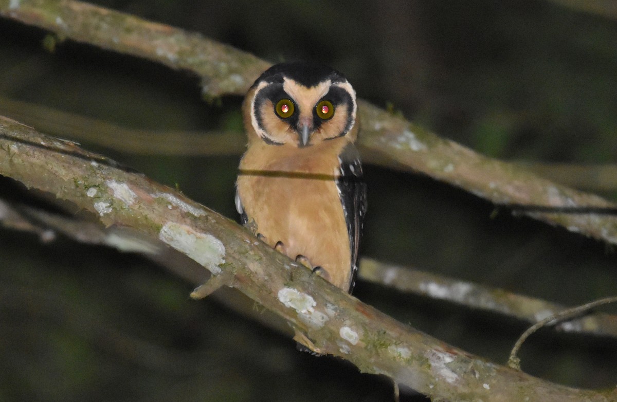 Buff-fronted Owl - ML616482923