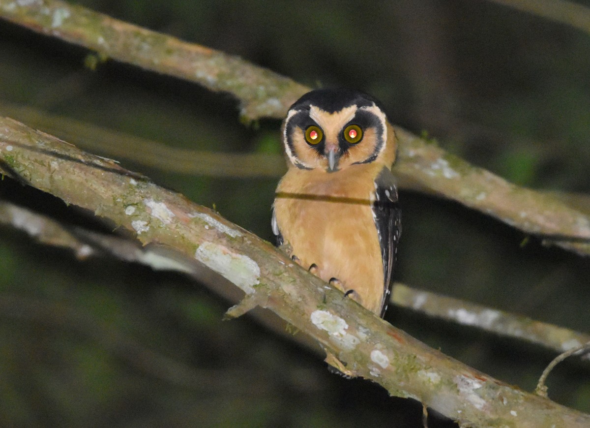 Buff-fronted Owl - ML616482924