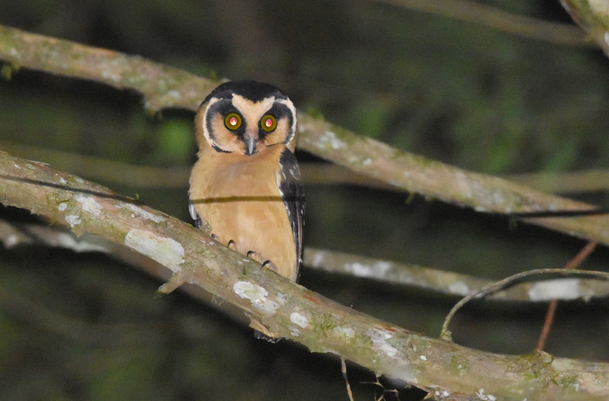 Buff-fronted Owl - ML616482925