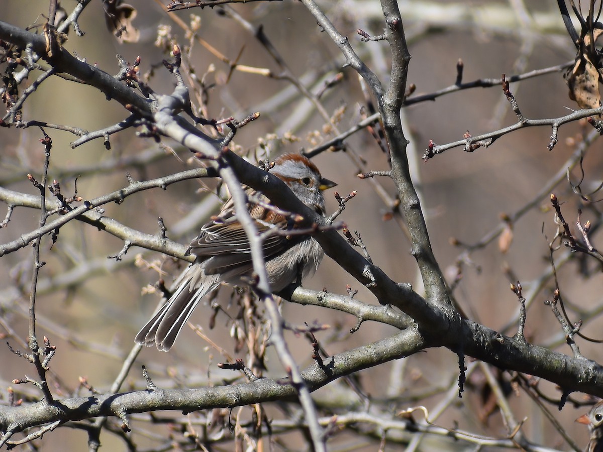 American Tree Sparrow - ML616483018