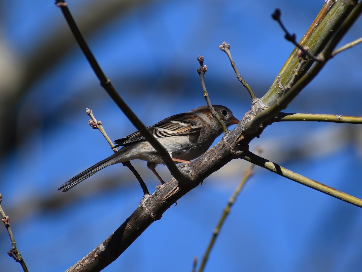 Field Sparrow - ML616483031