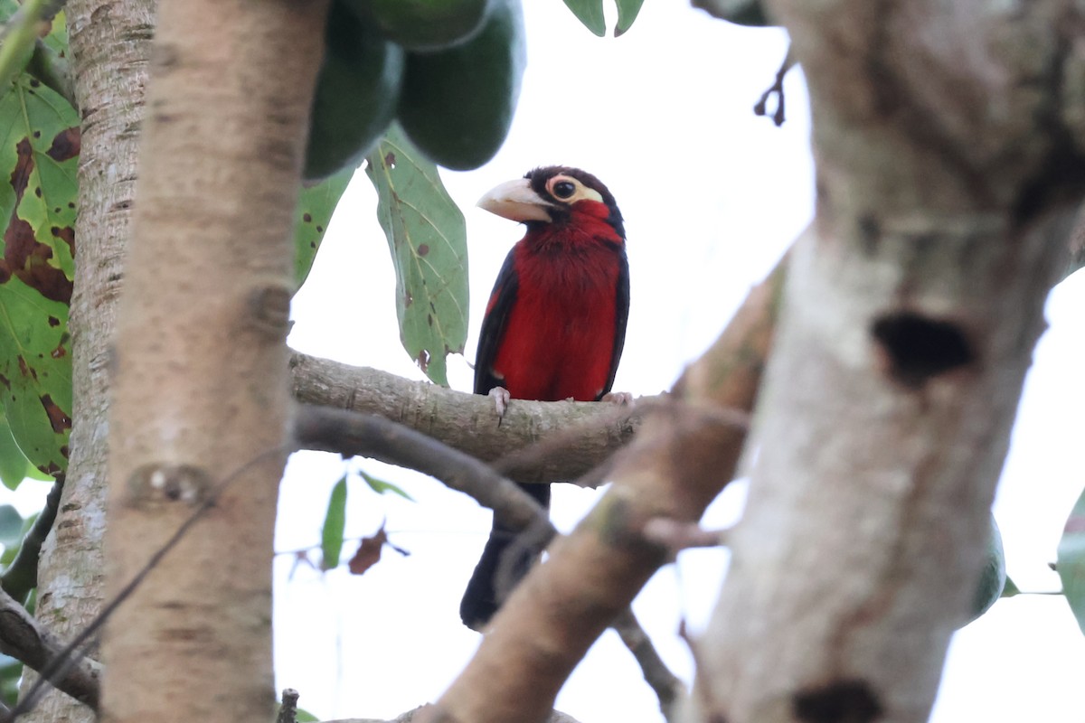 Double-toothed Barbet - ML616483260