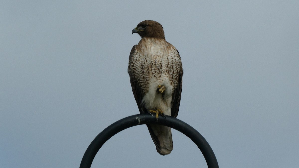 Red-tailed Hawk - Dane Fagundes