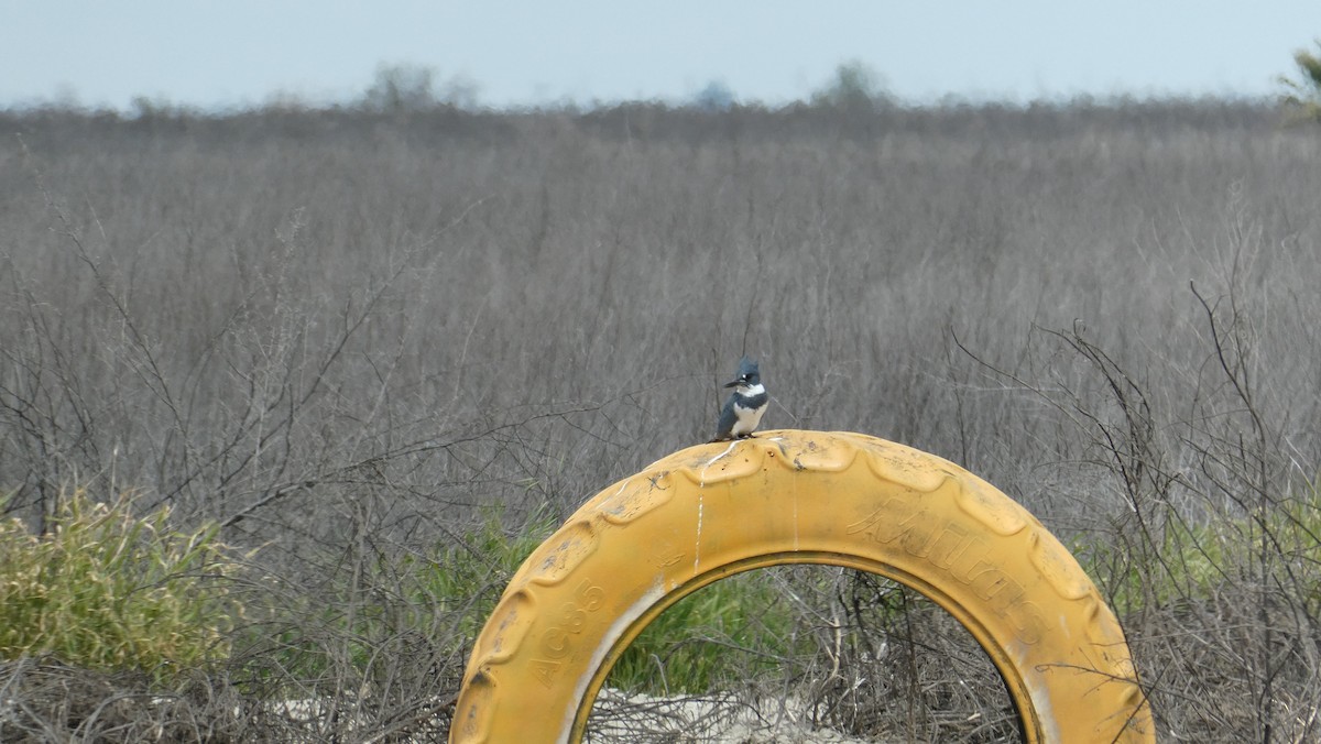 Belted Kingfisher - ML616483366