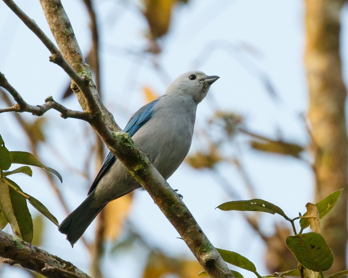 Blue-gray Tanager - ML616483447