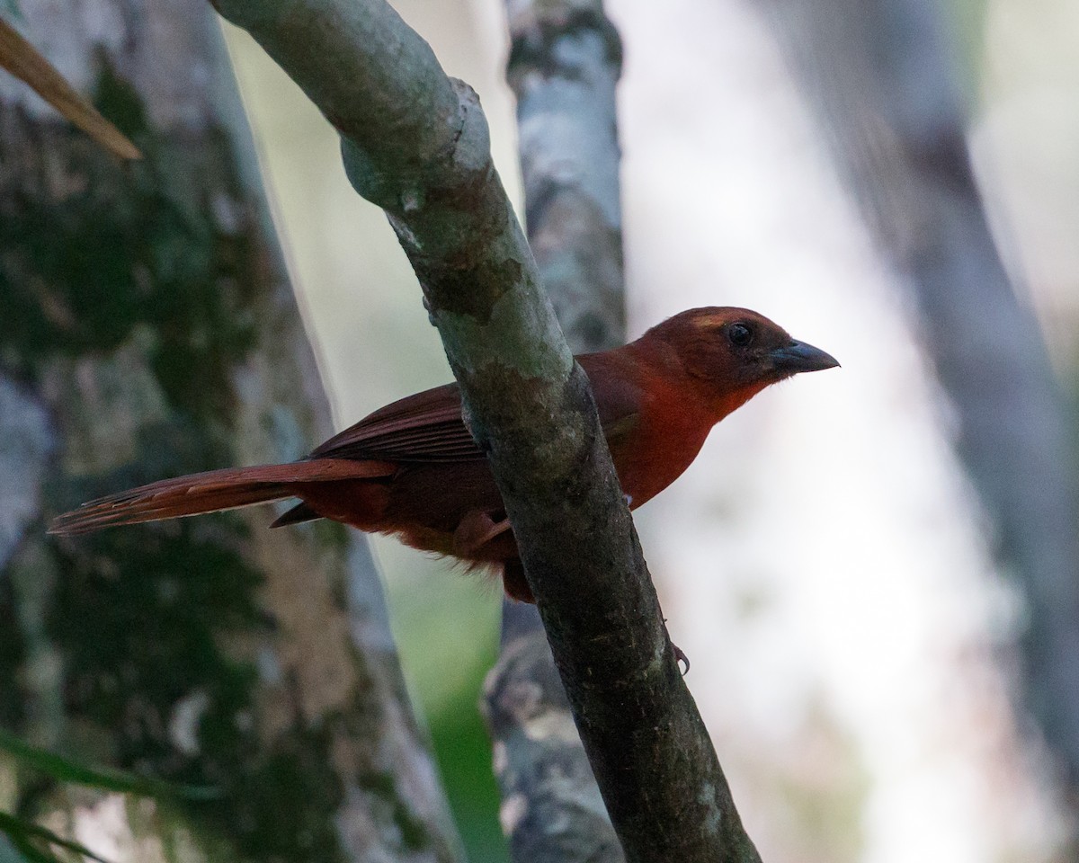 Red-throated Ant-Tanager - Jeff Stacey