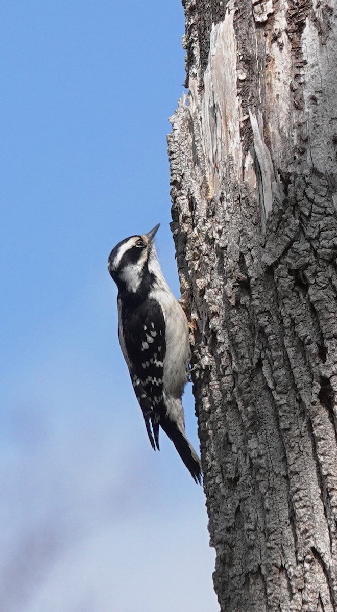 Downy Woodpecker - ML616483602