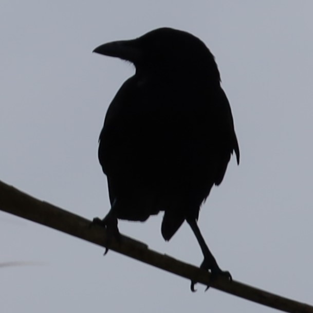 Corvus sp. (crow sp.) - ML616483703
