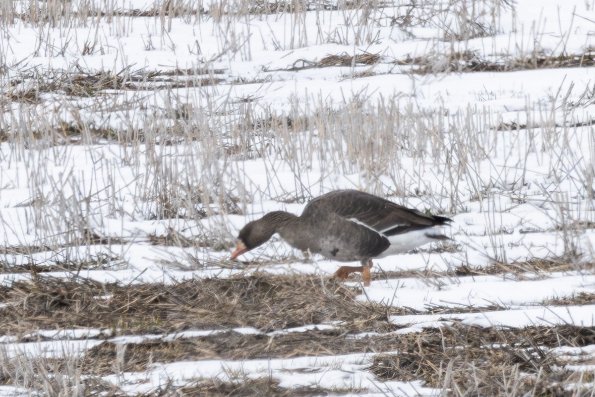 Greater White-fronted Goose - ML616483744