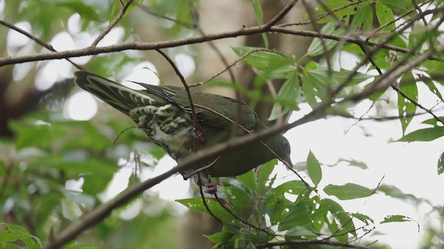 Whistling Green-Pigeon (Ryukyu) - ML616484005