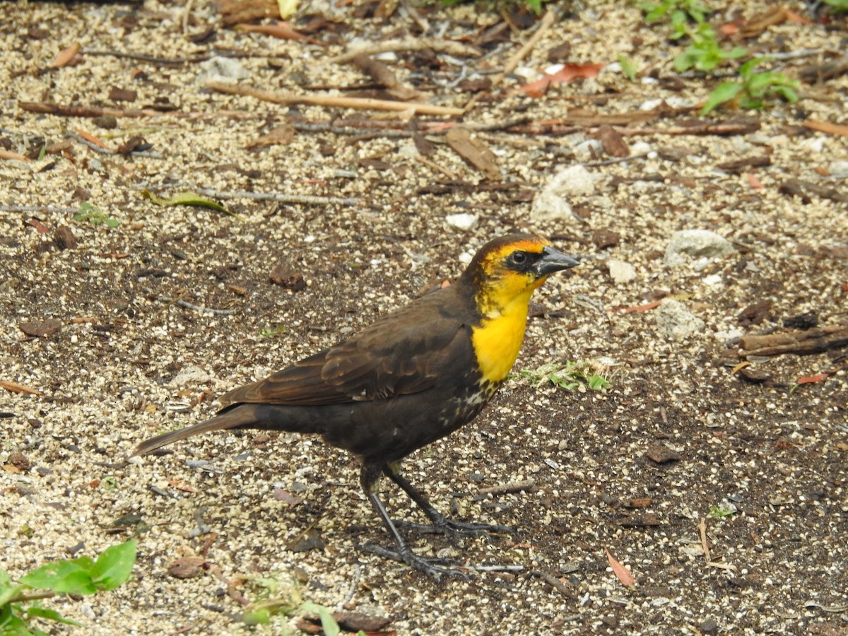 Yellow-headed Blackbird - ML616484076