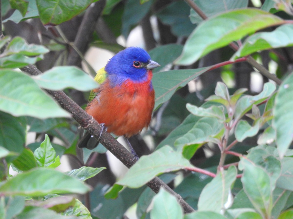 Painted Bunting - ML616484084