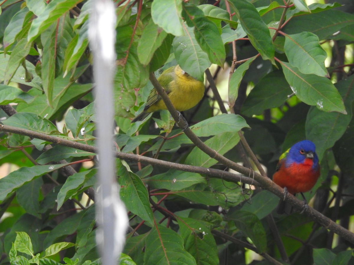 Painted Bunting - ML616484085