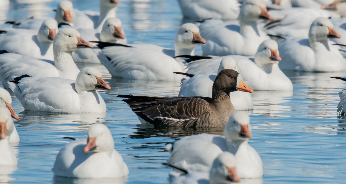 Greater White-fronted Goose - ML616484218