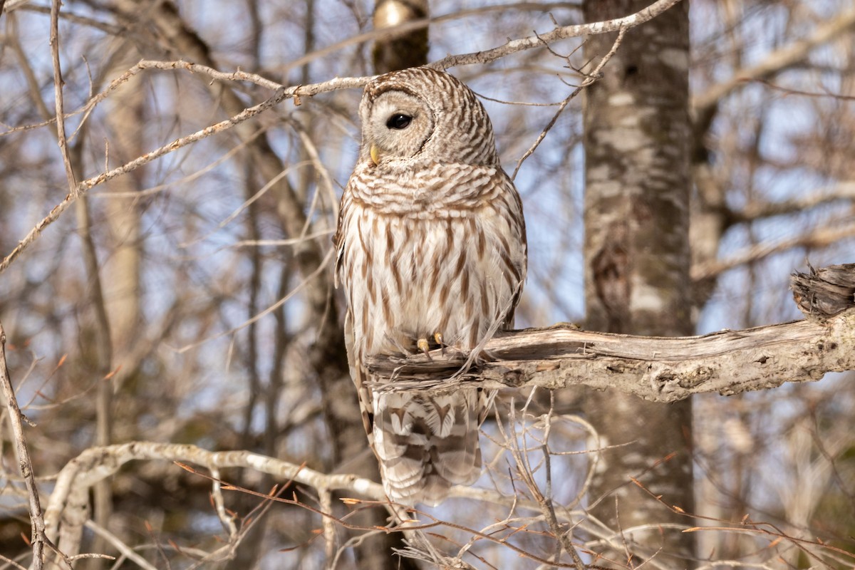 Barred Owl - Edward  Muennich
