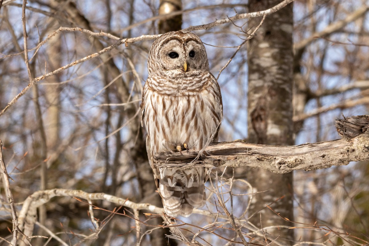 Barred Owl - Edward  Muennich