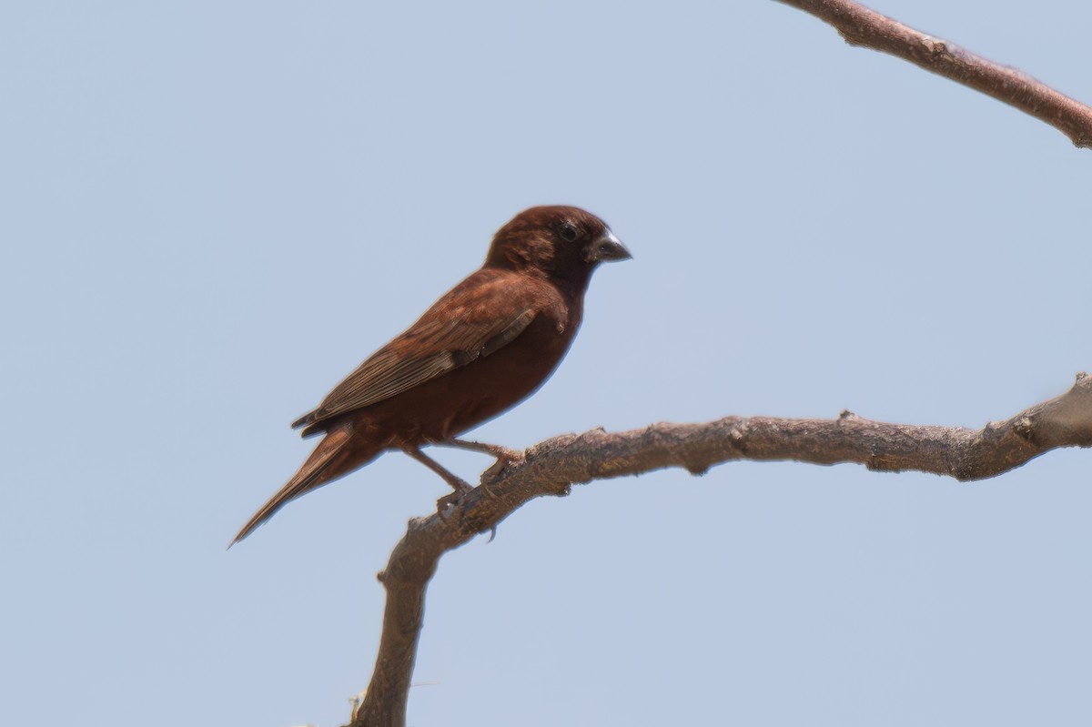 Chestnut Sparrow - ML616484294