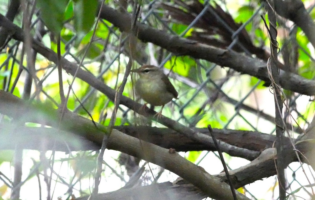 eBird Checklist - 25 Mar 2024 - George C. McGough Nature Park - 26 species