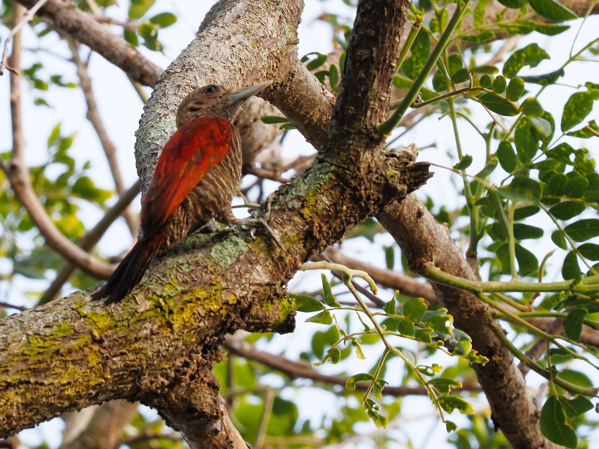 Blood-colored Woodpecker - ML616484455