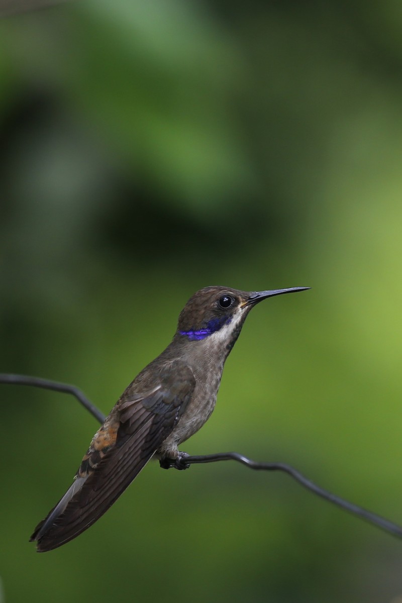 kolibřík fialovouchý - ML616484576