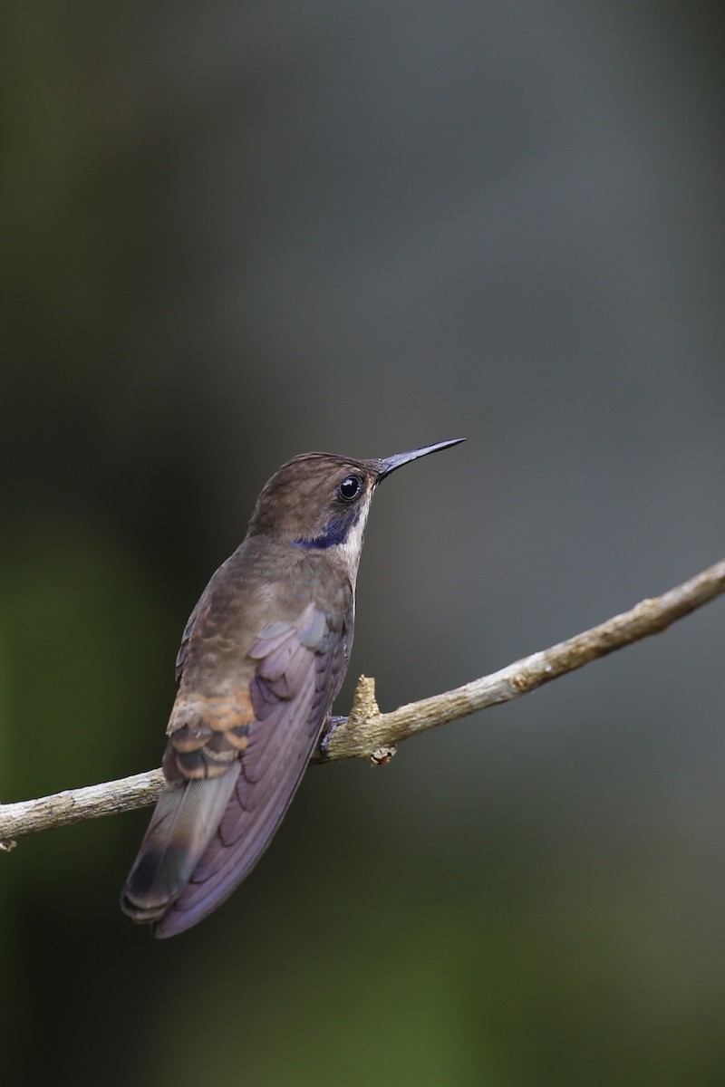 kolibřík fialovouchý - ML616484577