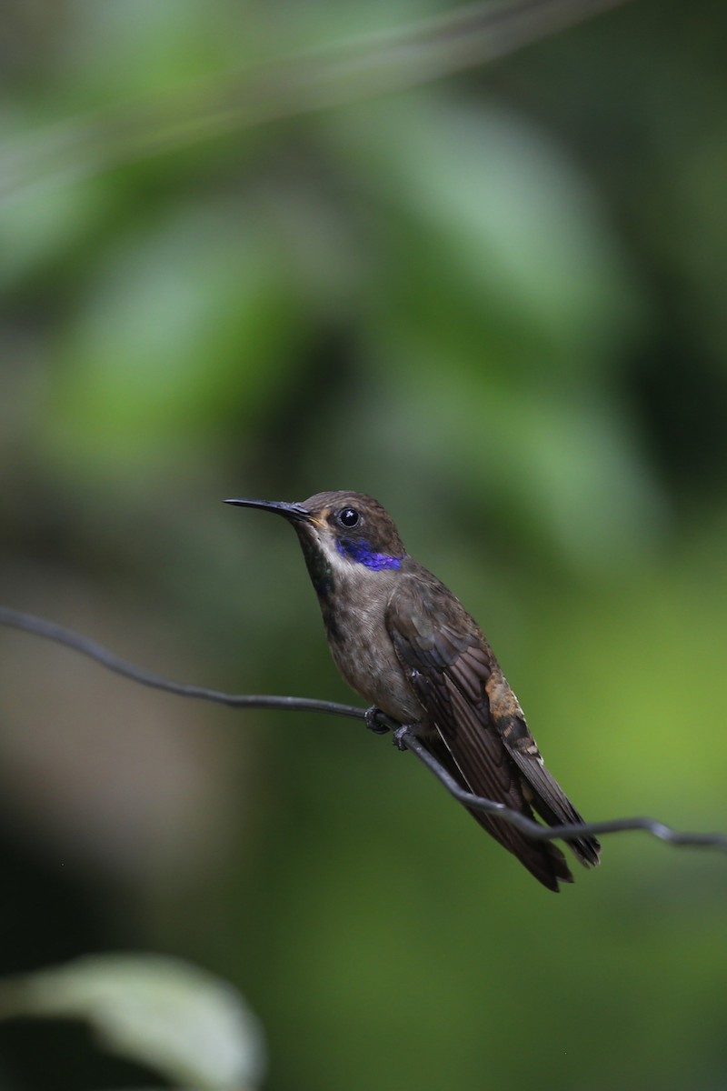 kolibřík fialovouchý - ML616484578