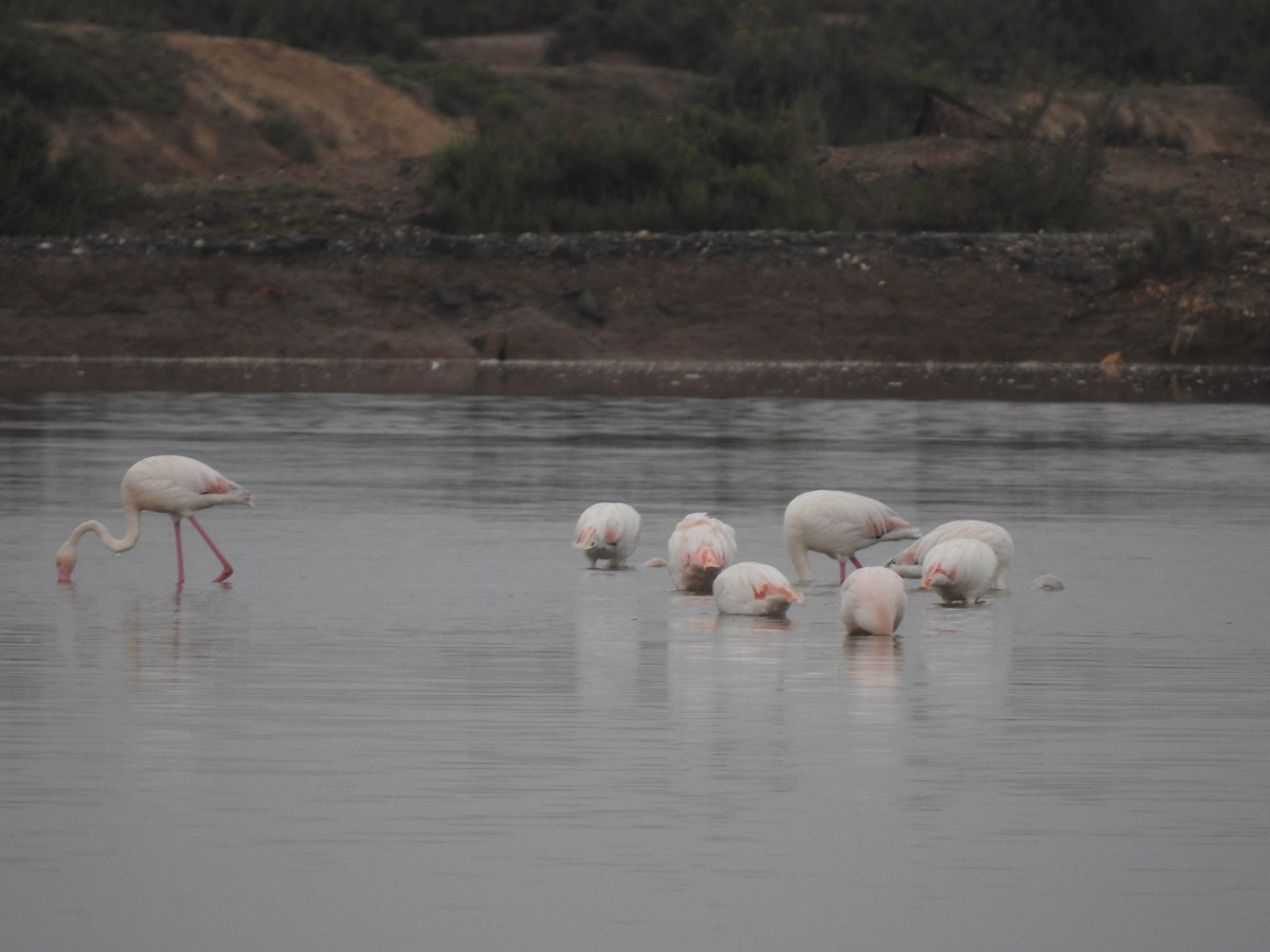 Greater Flamingo - Hany Alonso