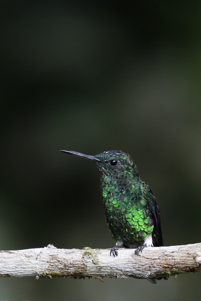 Steely-vented Hummingbird - Kevin Hannah