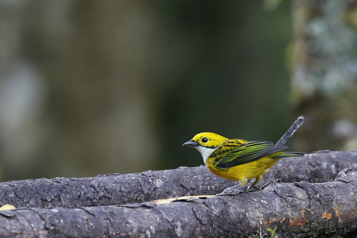 Silver-throated Tanager - ML616484651