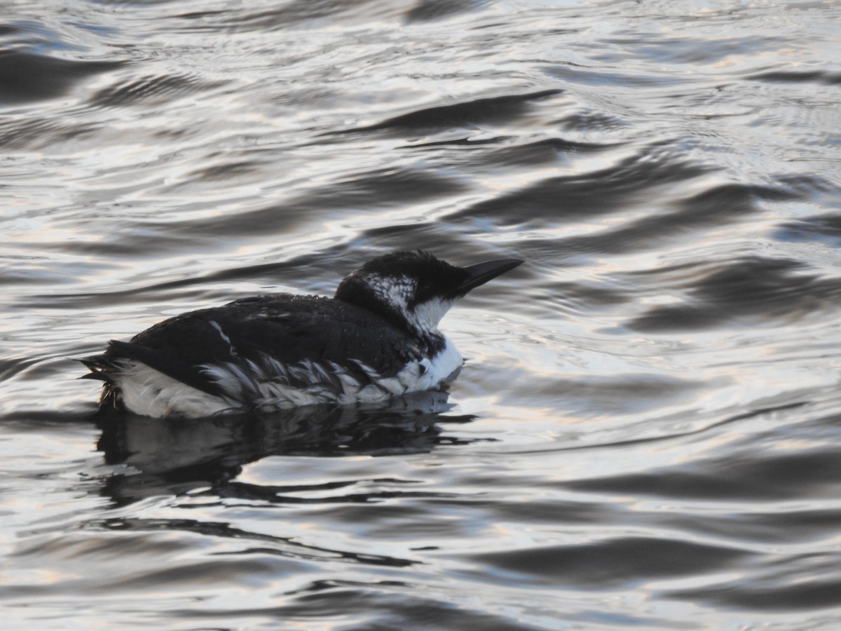 Common Murre - Layton Pace