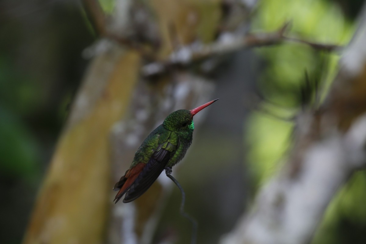 Rufous-tailed Hummingbird - Kevin Hannah