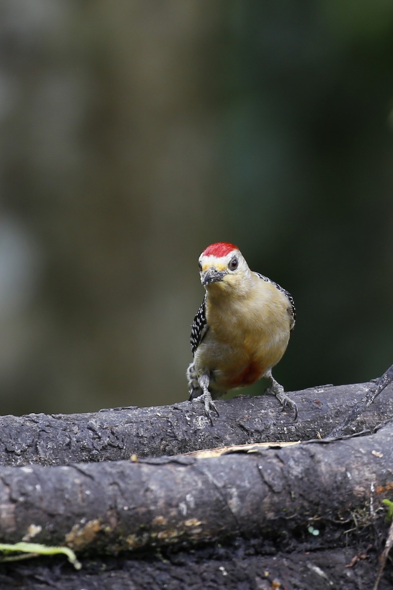 Red-crowned Woodpecker - ML616484725