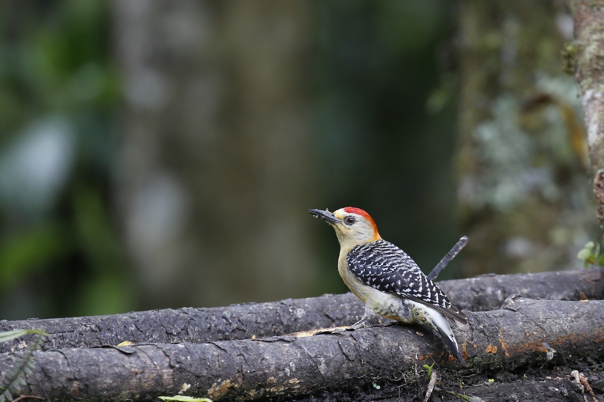 Red-crowned Woodpecker - ML616484726