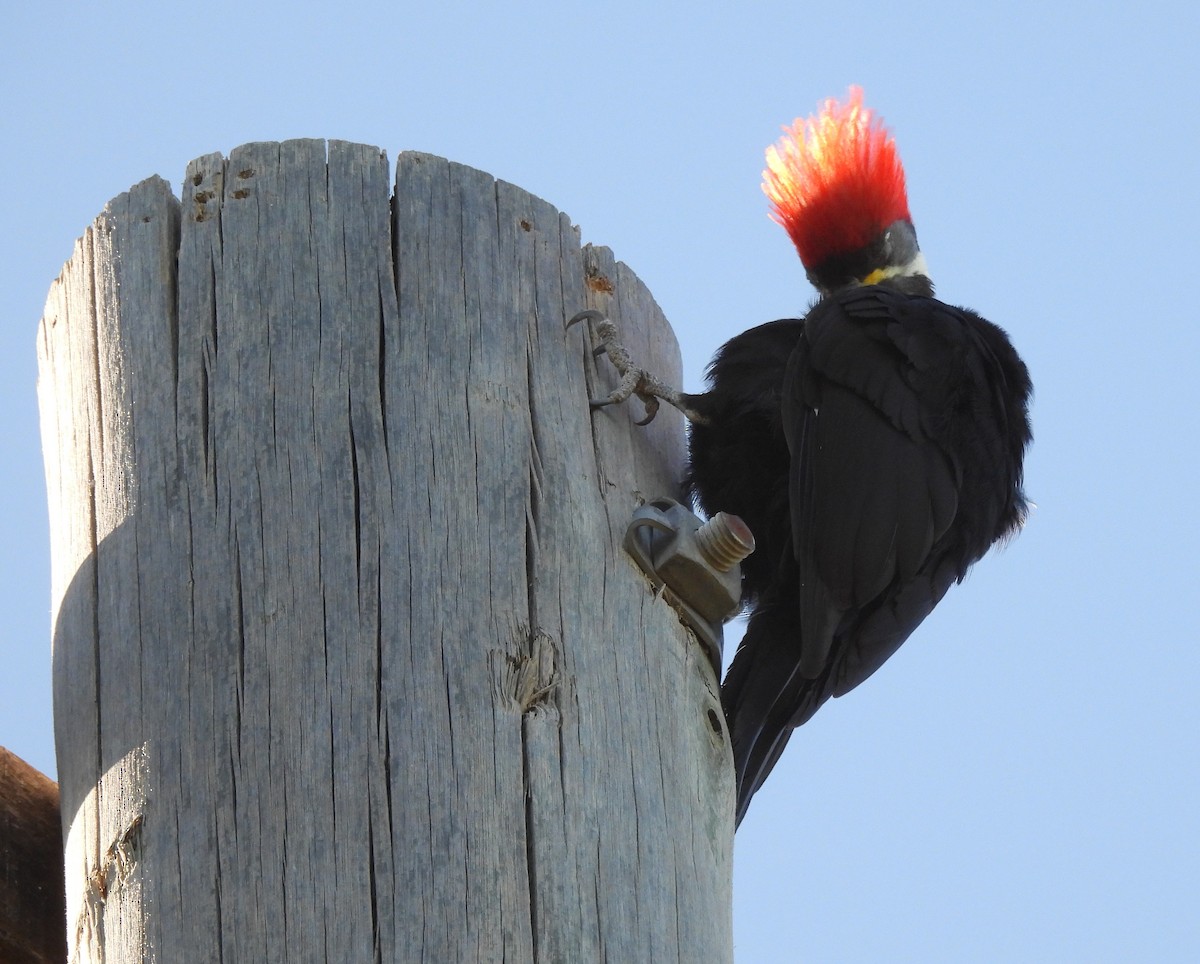 Black-bodied Woodpecker - ML616484744