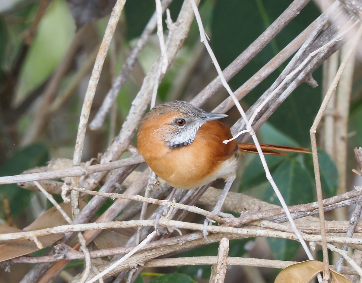 Hoary-throated Spinetail - ML616484814
