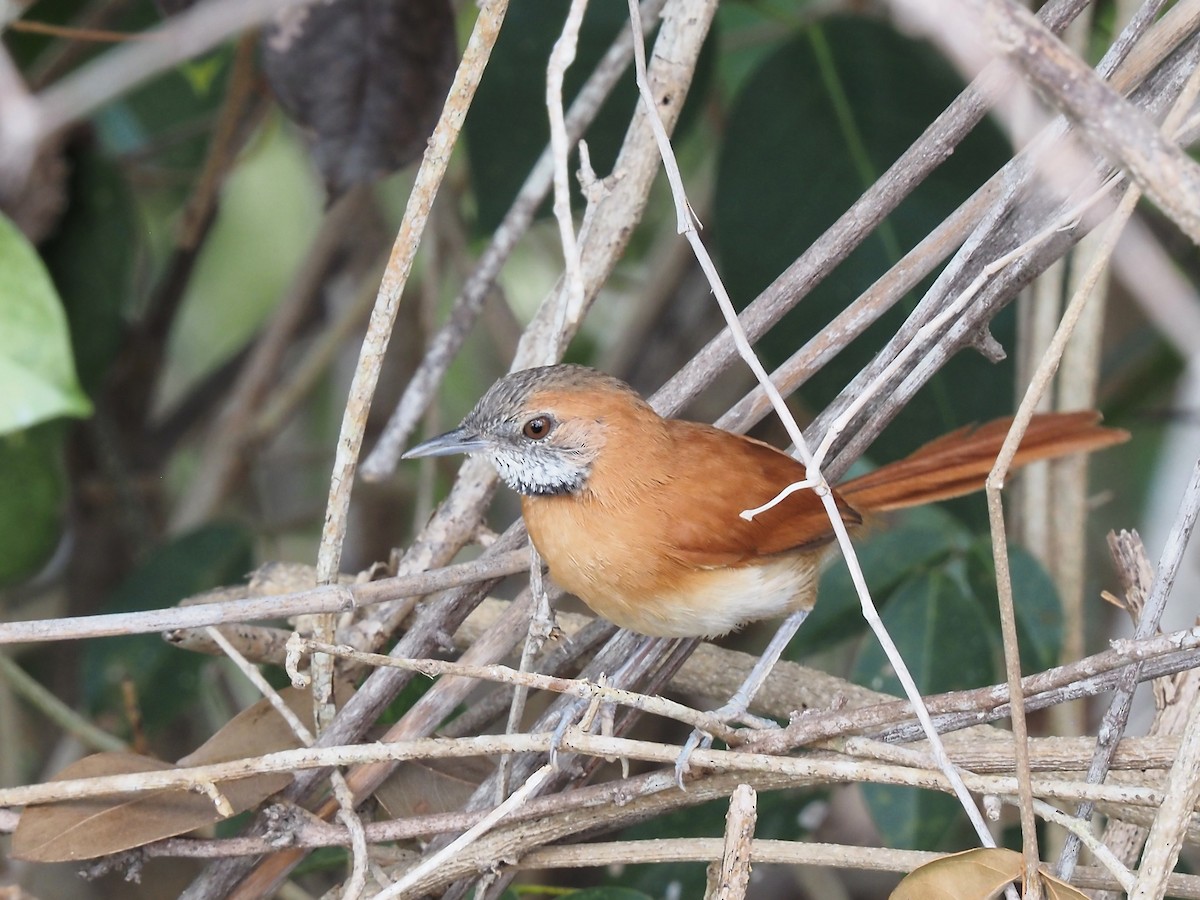 Hoary-throated Spinetail - ML616484815