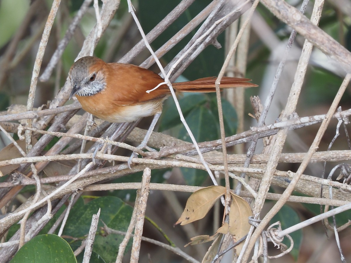Hoary-throated Spinetail - ML616484816