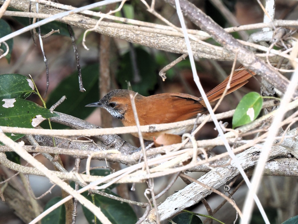 Hoary-throated Spinetail - ML616484817