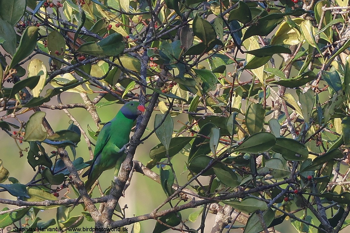 Папужець зеленошиїй - ML616484840