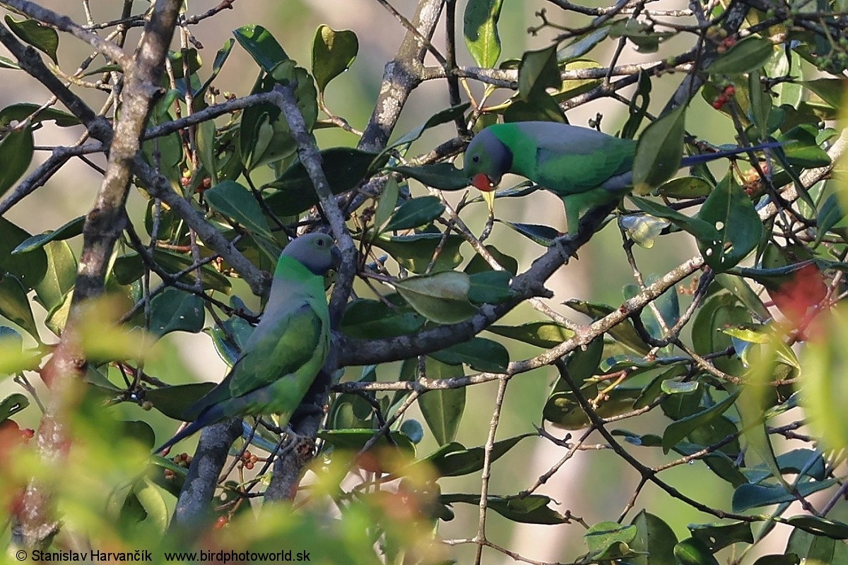 Папужець зеленошиїй - ML616484841