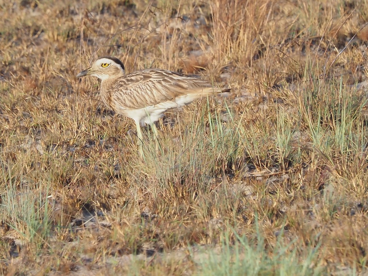 Double-striped Thick-knee - Darren Shirley