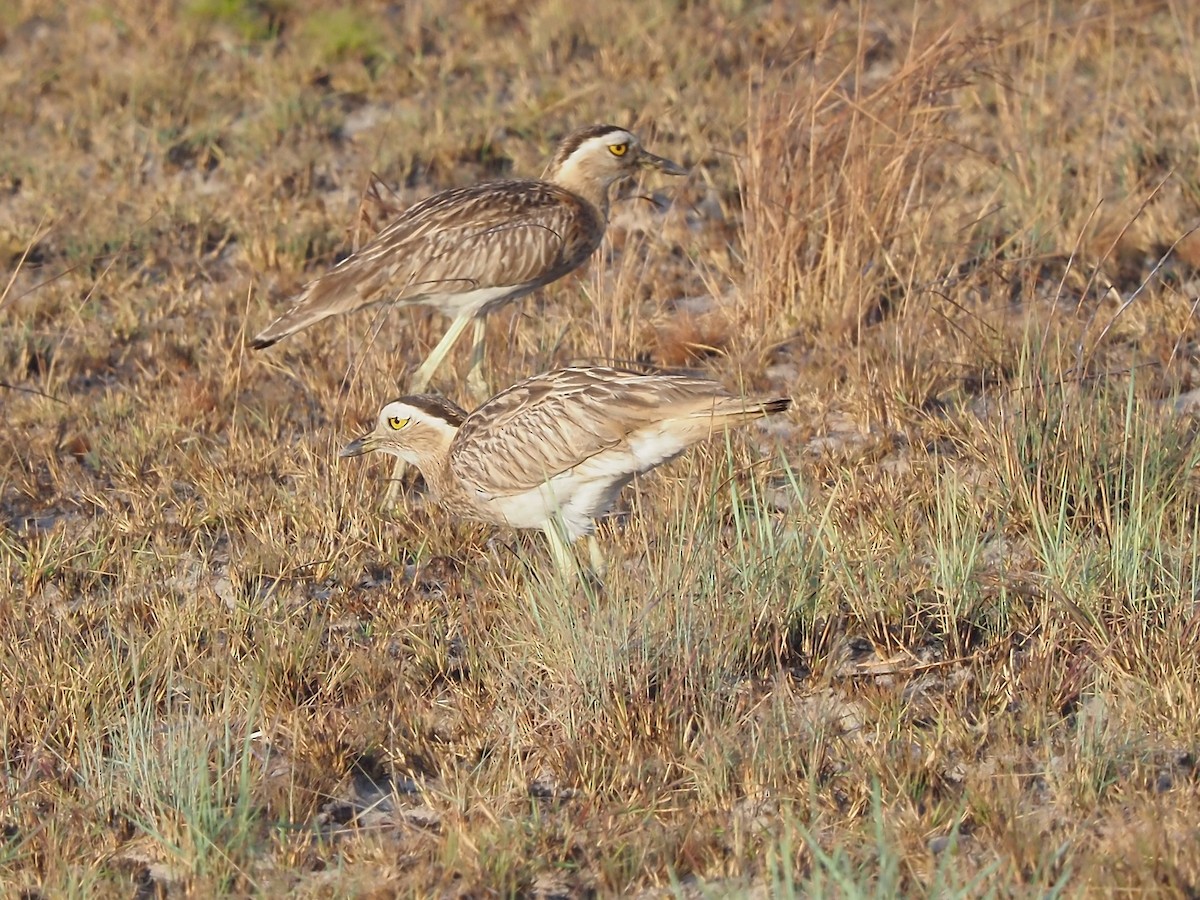 Double-striped Thick-knee - ML616484898