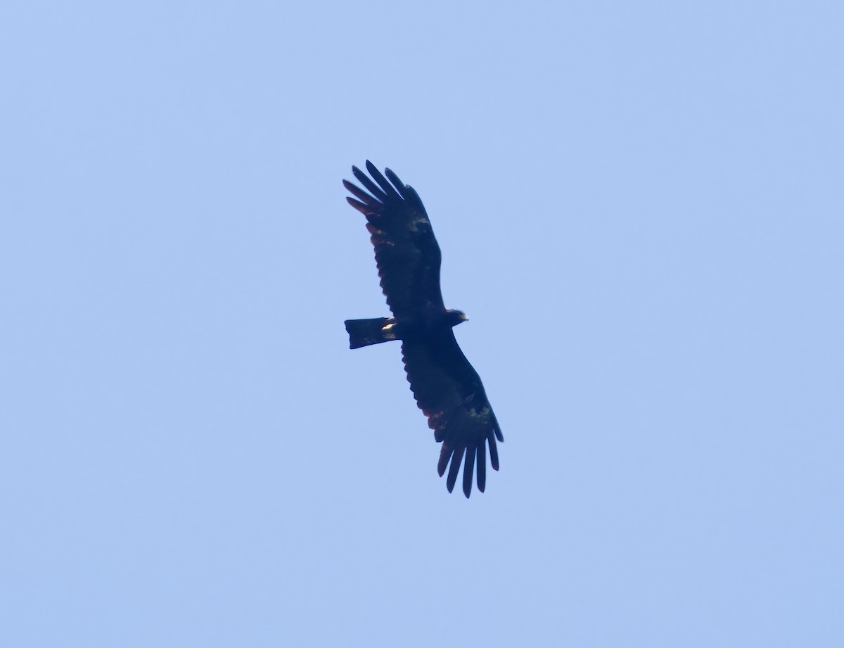 Black Eagle - ML616485003