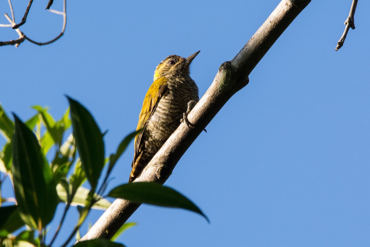 Yellow-eared Woodpecker - ML616485185