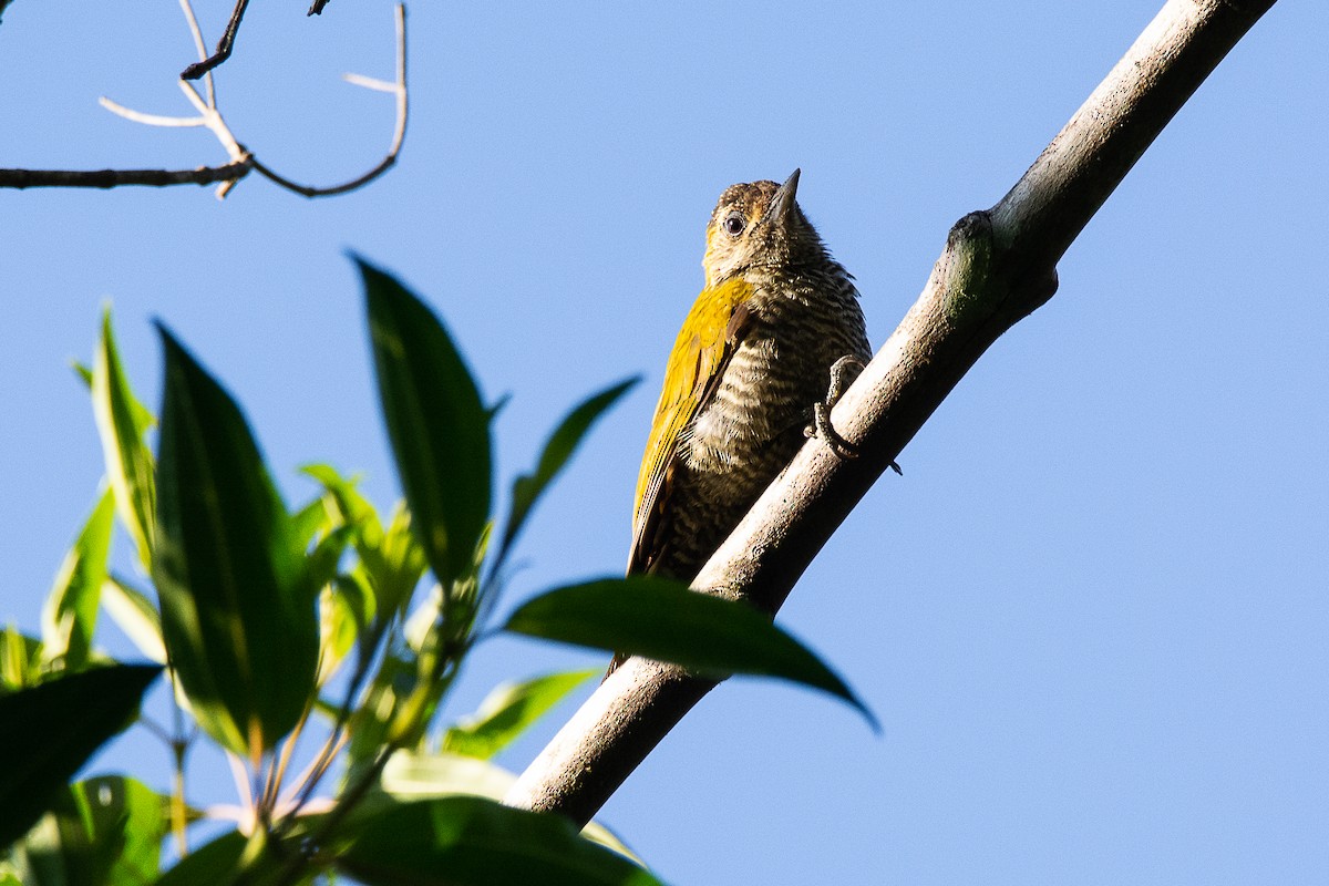 Yellow-eared Woodpecker - ML616485186