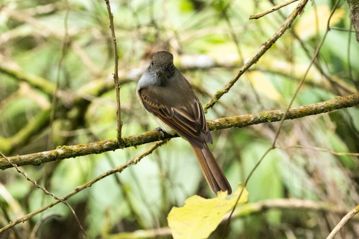 Rufous-tailed Flycatcher - ML616485190